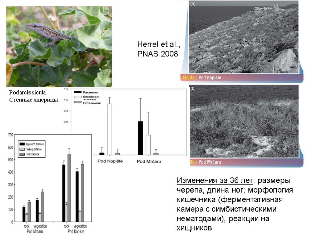 Podarcis sicula Стенные ящерицы Herrel et al., PNAS 2008 Изменения за 36 лет: размеры